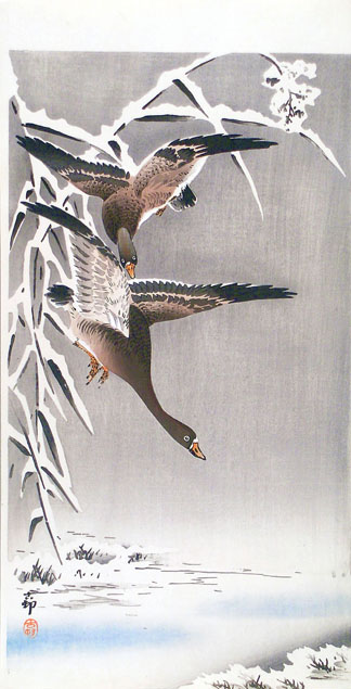 Koson, geese in snow